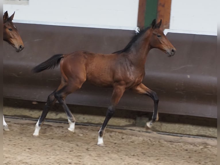 Oldenbourg Étalon 2 Ans 170 cm Bai in Bramsche