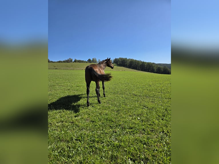 Oldenbourg Étalon 2 Ans 170 cm Bai in Zwickau