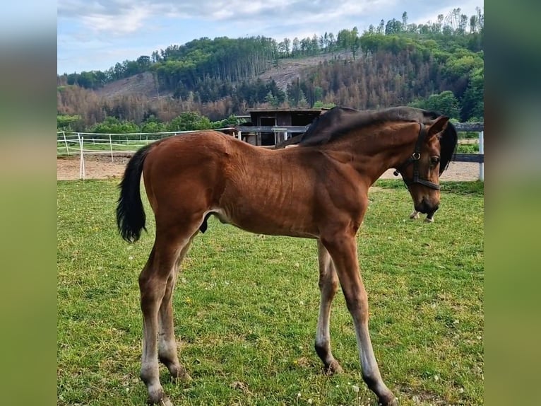 Oldenbourg Étalon 2 Ans 170 cm Bai in Zwickau