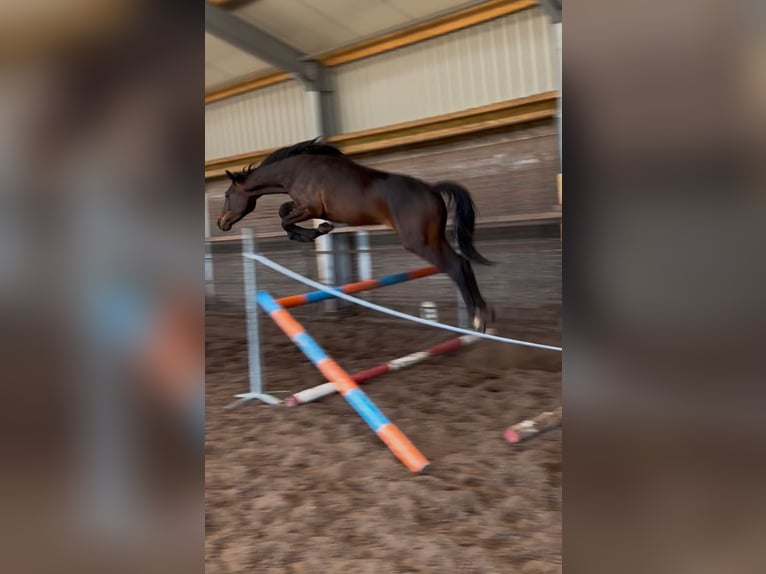 Oldenbourg Étalon 2 Ans 170 cm Bai in Eerste Exloërmond