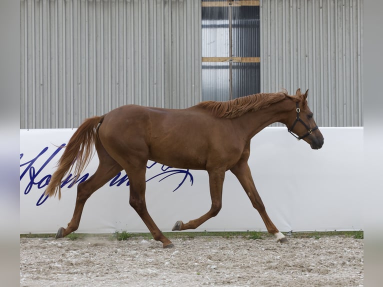 Oldenbourg Étalon 2 Ans 172 cm Alezan in Belgern