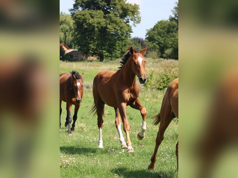 Oldenbourg Étalon 2 Ans 172 cm Alezan in Groß Roge