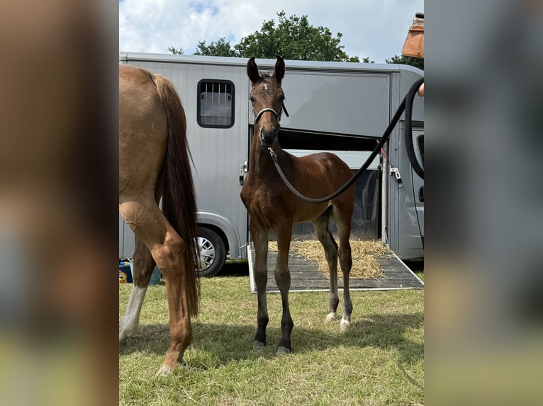 Oldenbourg Étalon 2 Ans 172 cm Bai brun in Blunk