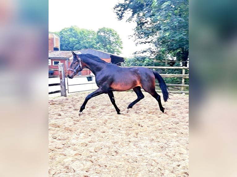 Oldenbourg Étalon 2 Ans 172 cm Bai brun in Lindern (Oldenburg)