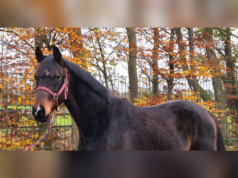 Oldenbourg Étalon 2 Ans 172 cm Bai brun in Lindern (Oldenburg)