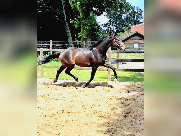 Oldenbourg Étalon 2 Ans 172 cm Bai brun in Lindern (Oldenburg)