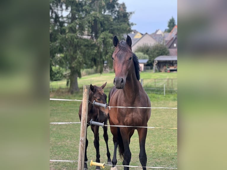 Oldenbourg Étalon 2 Ans 172 cm Bai brun in Hohenahr