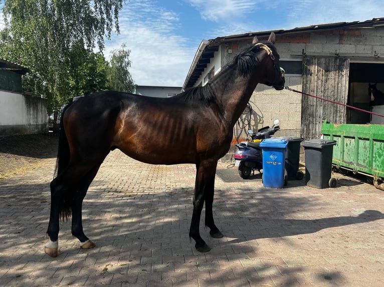 Oldenbourg Étalon 2 Ans 172 cm Bai brun in Hohenahr