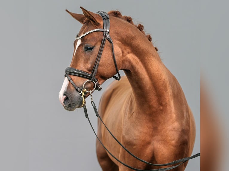 Oldenbourg Étalon 2 Ans Alezan brûlé in Münster-Handorf