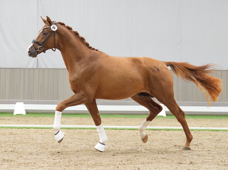 Oldenbourg Étalon 2 Ans Alezan brûlé in Münster-Handorf