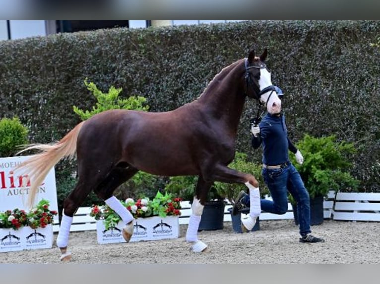 Oldenbourg Étalon 2 Ans Alezan brûlé in Steinfeld (Oldenburg)