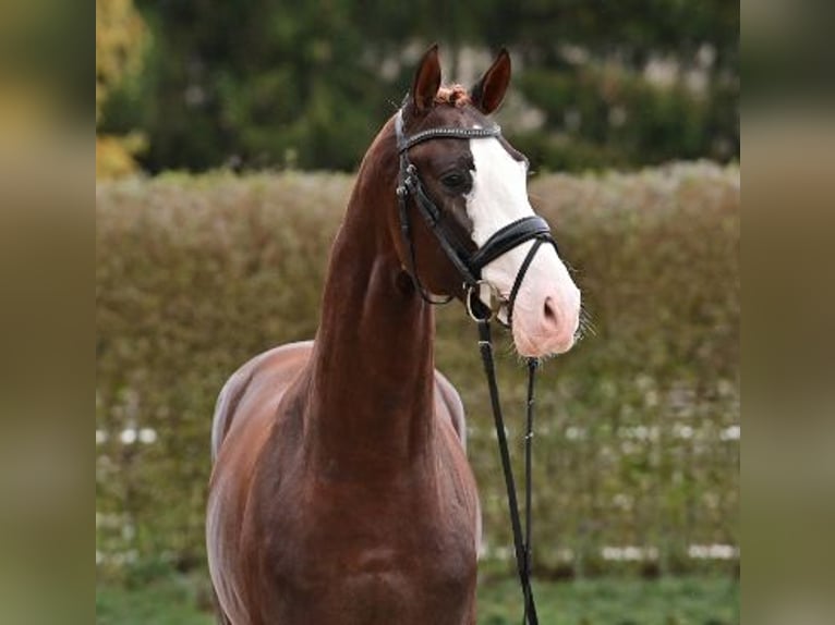 Oldenbourg Étalon 2 Ans Alezan brûlé in Steinfeld (Oldenburg)