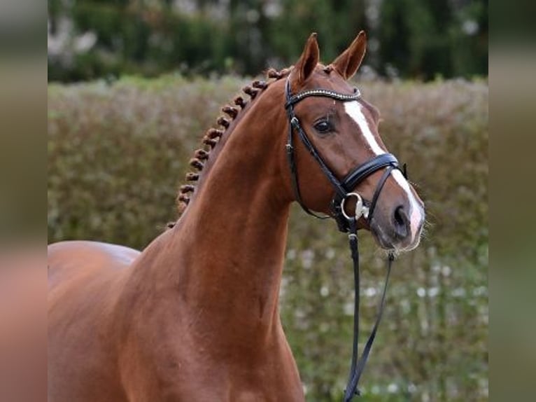 Oldenbourg Étalon 2 Ans Alezan in Steinfeld (Oldenburg)