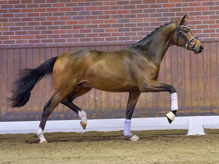 Oldenbourg Étalon 2 Ans Bai brun in Pölchow