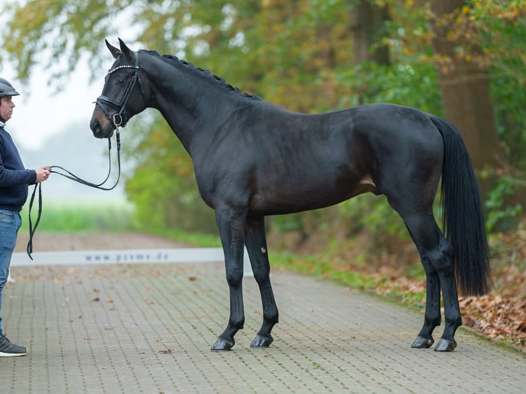 Oldenbourg Étalon 2 Ans Bai brun in Rostock