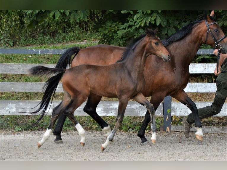 Oldenbourg Étalon 2 Ans Bai brun in Milín