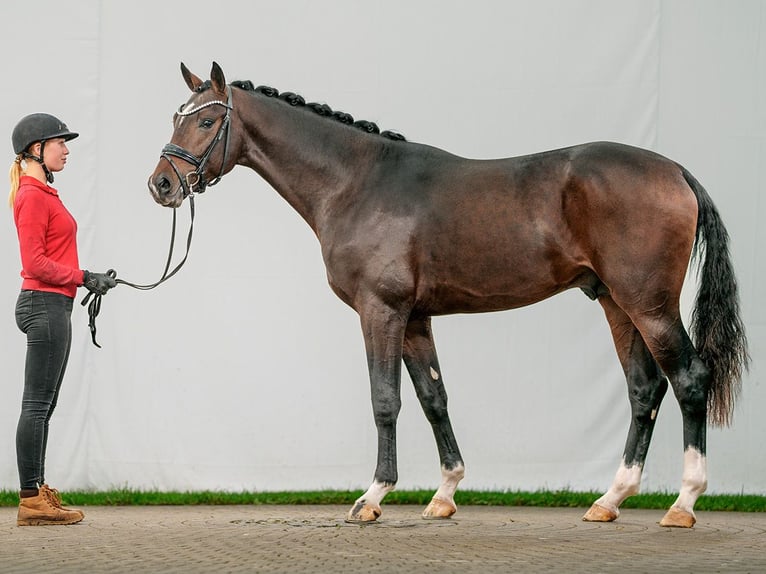 Oldenbourg Étalon 2 Ans Bai brun in Münster-Handorf