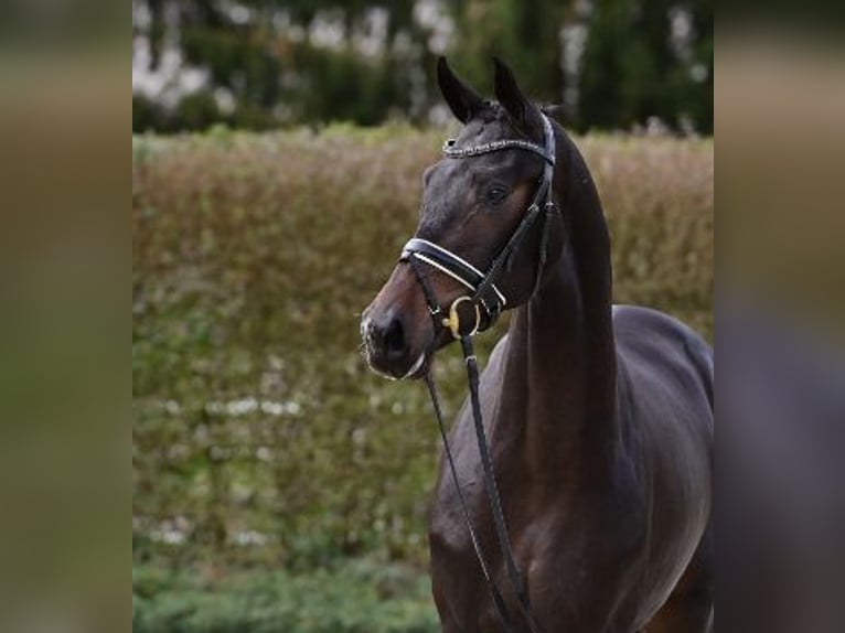 Oldenbourg Étalon 2 Ans Bai brun in Steinfeld (Oldenburg)