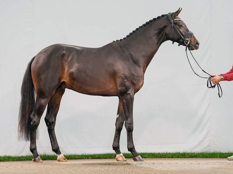 Oldenbourg Étalon 2 Ans Bai brun foncé in Münster-Handorf