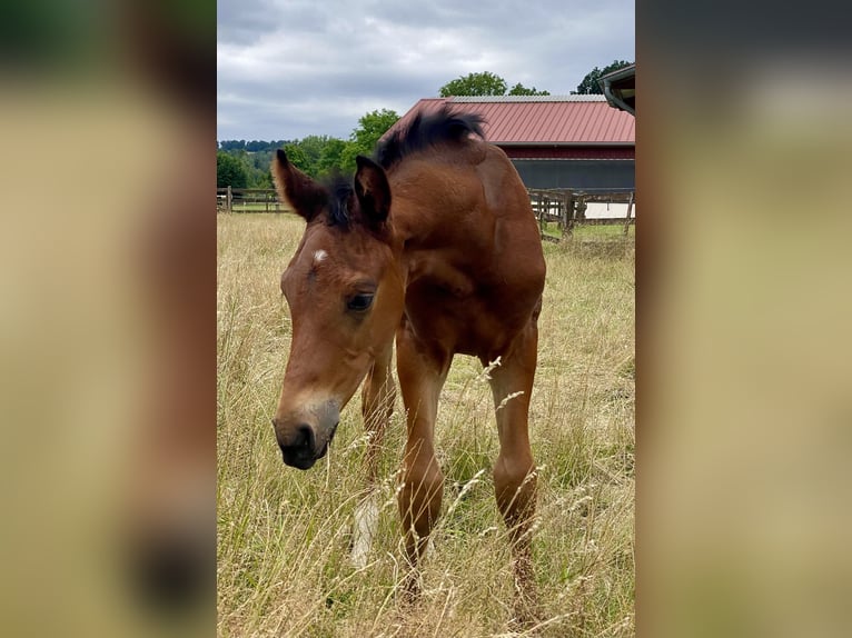 Oldenbourg Étalon 2 Ans Bai in Lemgo