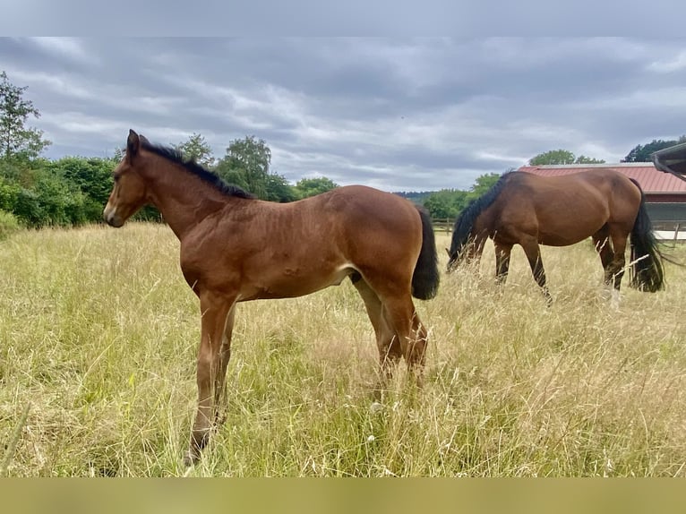 Oldenbourg Étalon 2 Ans Bai in Lemgo