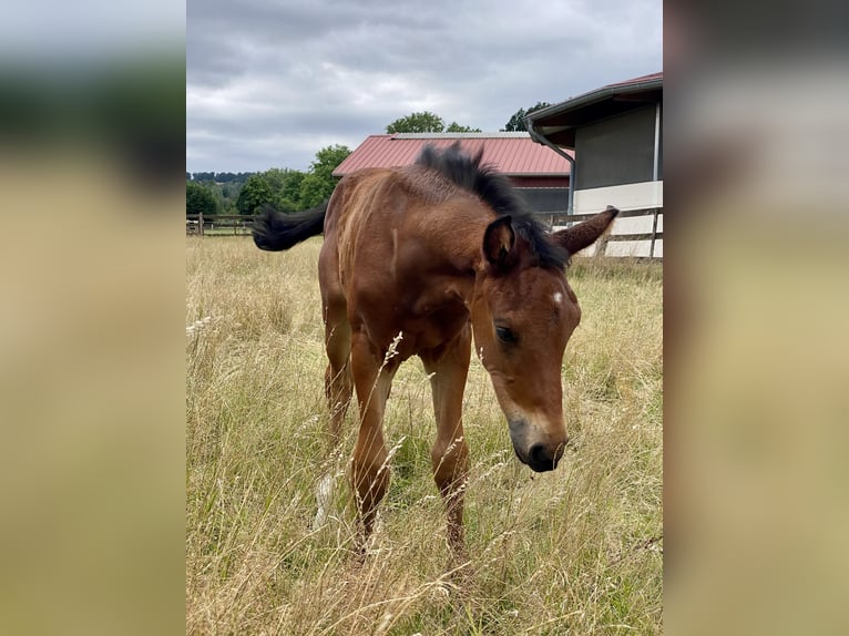 Oldenbourg Étalon 2 Ans Bai in Lemgo