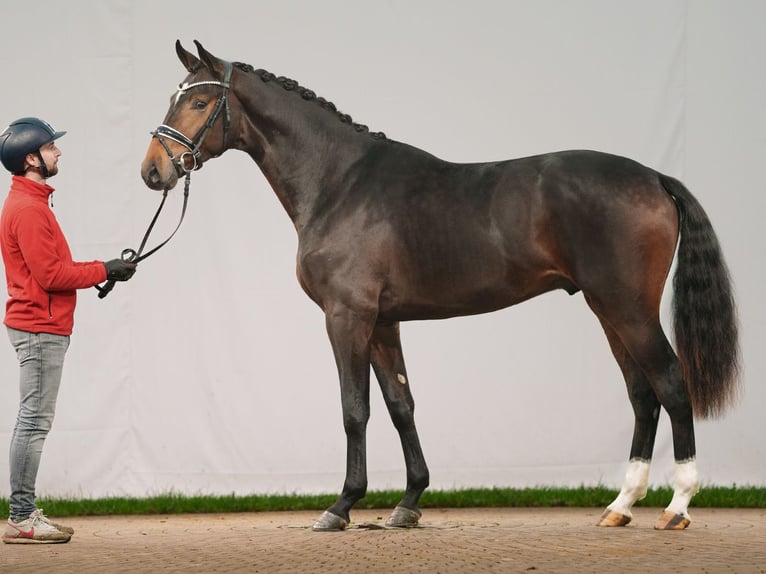 Oldenbourg Étalon 2 Ans Bai in Münster-Handorf