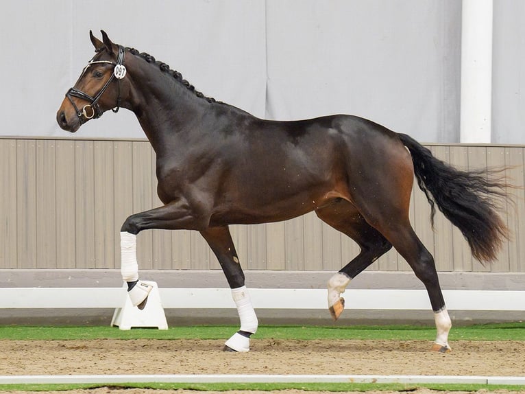 Oldenbourg Étalon 2 Ans Bai in Münster-Handorf