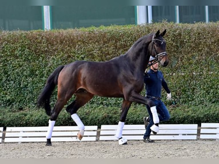 Oldenbourg Étalon 2 Ans Bai in Steinfeld (Oldenburg)