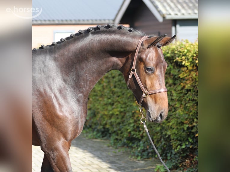 Oldenbourg Étalon 2 Ans Bai in Zieuwent