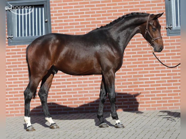 Oldenbourg Étalon 2 Ans Bai in Zieuwent