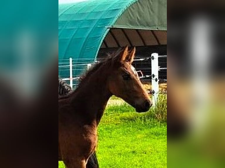 Oldenbourg Étalon 2 Ans Bai in Hankensbüttel