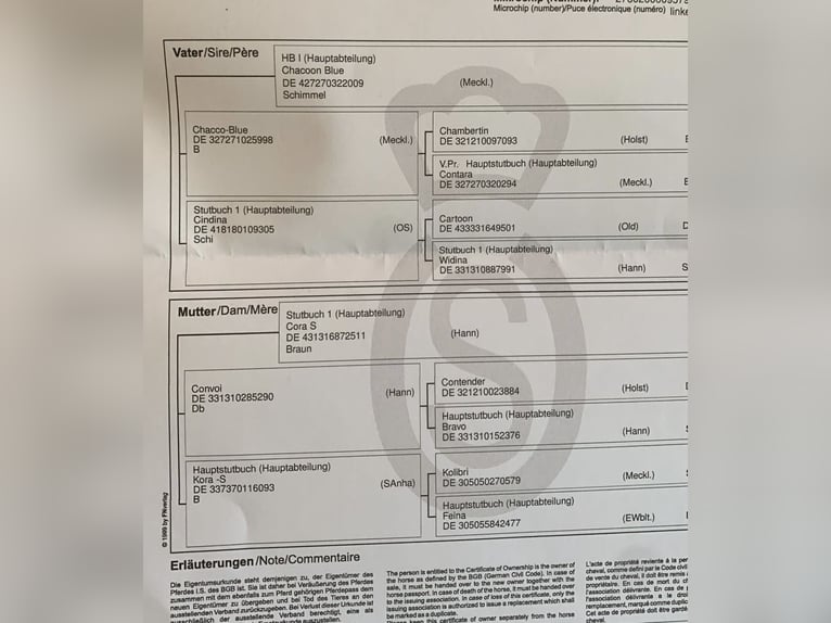 Oldenbourg Étalon 2 Ans Bai in Dahlenburg