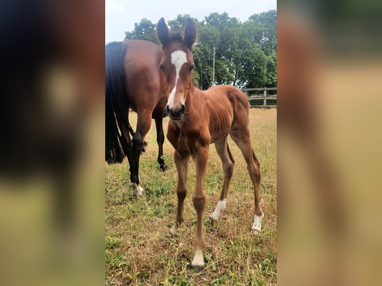 Oldenbourg Étalon 2 Ans Bai in Feldberger Seenlandschaft