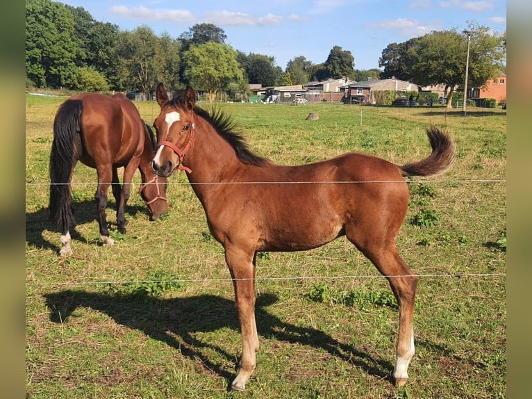 Oldenbourg Étalon 2 Ans Bai in Feldberger Seenlandschaft