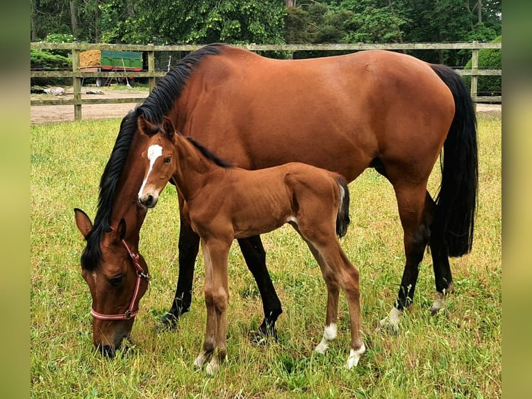 Oldenbourg Étalon 2 Ans Bai in Feldberger Seenlandschaft