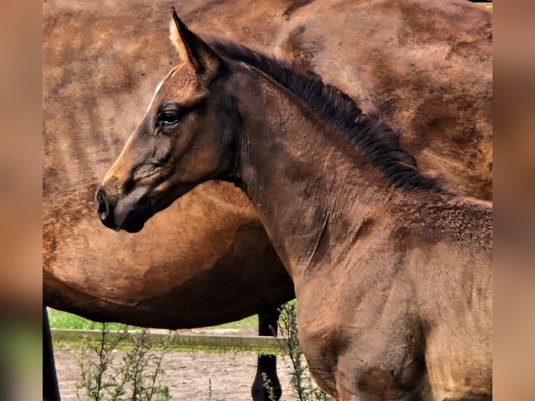 Oldenbourg Étalon 2 Ans in Ehrenburg