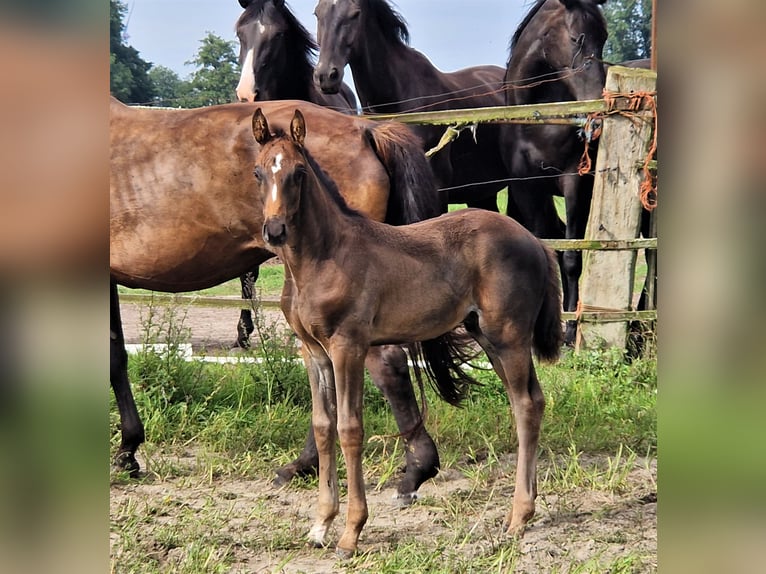 Oldenbourg Étalon 2 Ans in Ehrenburg