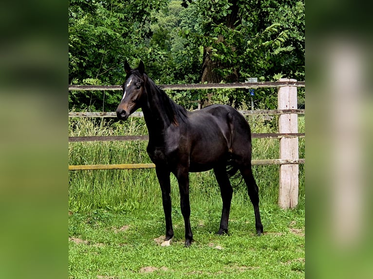 Oldenbourg Étalon 2 Ans in Ehrenburg