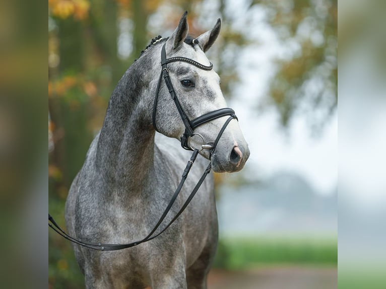 Oldenbourg Étalon 2 Ans Gris in Pölchow