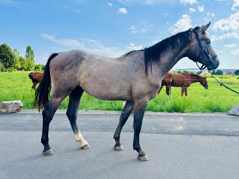 Oldenbourg Étalon 2 Ans Gris in Zülpich