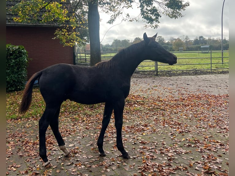Oldenbourg Étalon 2 Ans Noir in Debrecen