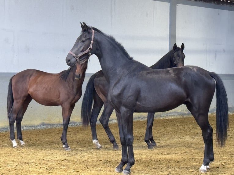 Oldenbourg Étalon 2 Ans Noir in Hopsten