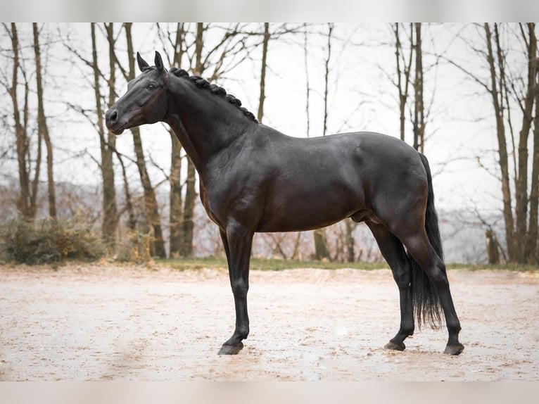 Oldenbourg Étalon 2 Ans Noir in Rosdorf