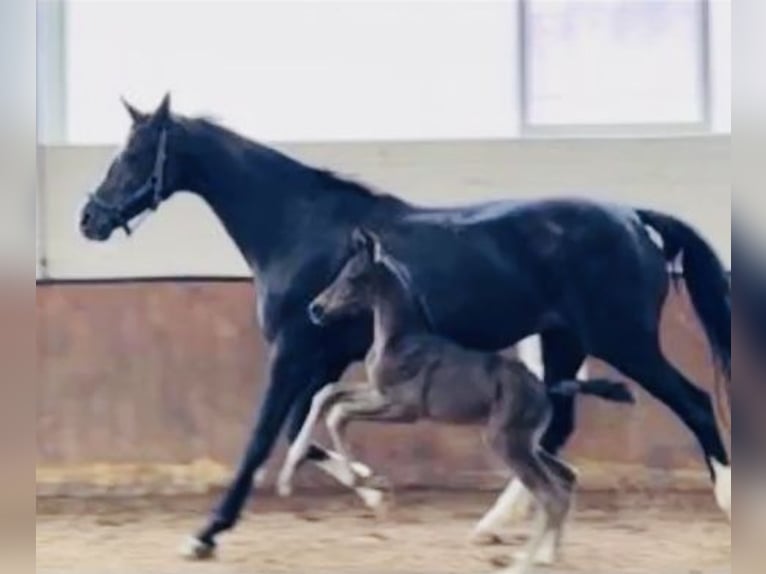 Oldenbourg Étalon 2 Ans Noir in Rosdorf