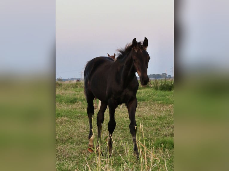 Oldenbourg Étalon 2 Ans Noir in Stadland
