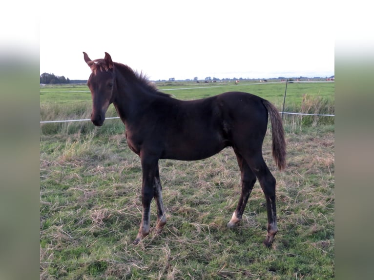 Oldenbourg Étalon 2 Ans Noir in Stadland