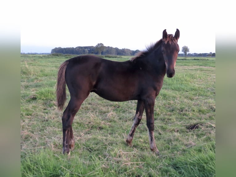 Oldenbourg Étalon 2 Ans Noir in Stadland