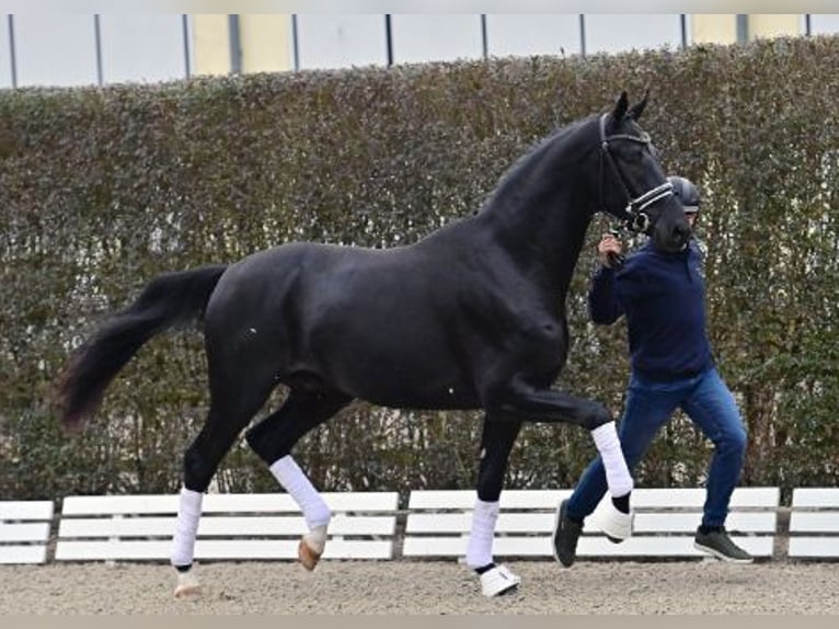 Oldenbourg Étalon 2 Ans Noir in Steinfeld (Oldenburg)