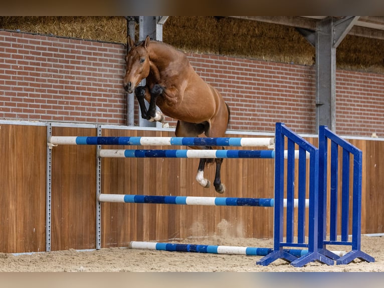 Oldenbourg Étalon 3 Ans 160 cm Bai in GROTE-BROGEL